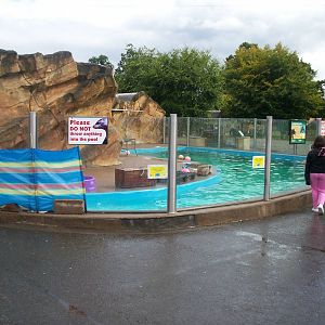 Californian sea lion
