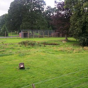 Amur tiger enclosure