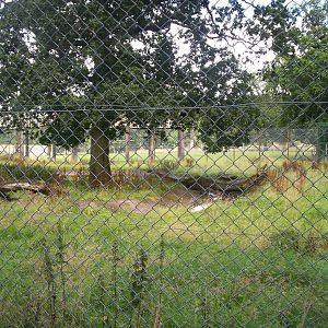 Former European brown bear enclosure