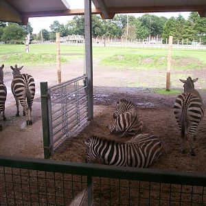 Common zebra