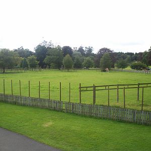 Giraffe and zebra paddock