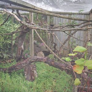 Common marmoset enclosure