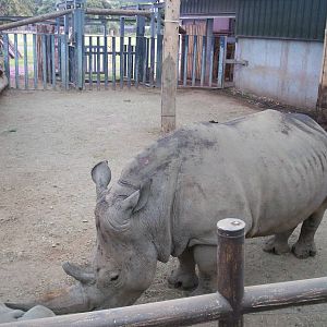 Interior of rhino house