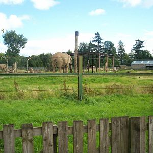 African elephant enclosure