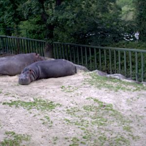 Hippo