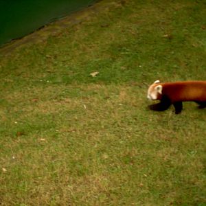 Red Panda