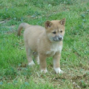 Dingo Cub