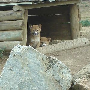 Dingo Cubs