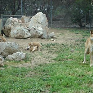Dingo cubs and father