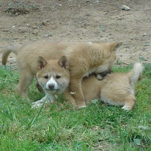 Dingo Cubs
