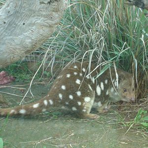 Spotted Tail Quoll