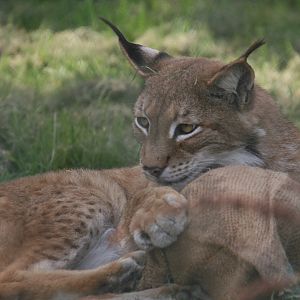 European Lynx