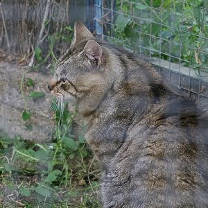 Scottish Wildcat