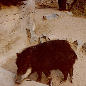White-lipped Peccary