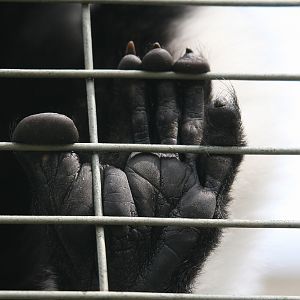 Ruffed Lemur Foot Closeup