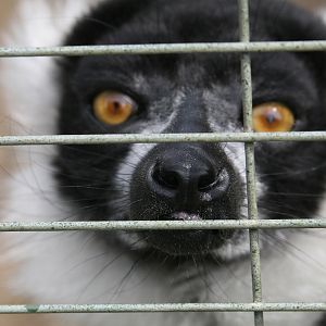Ruffed Lemur Nose