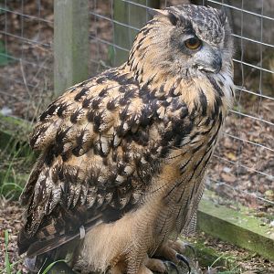 Eagle Owl