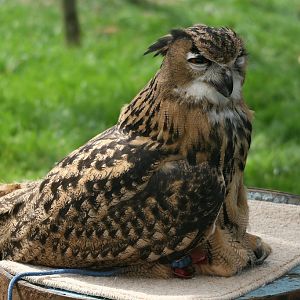 Juvenile eagle owl
