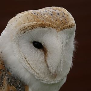 Barn Owl
