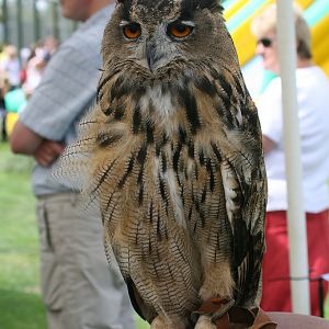 Aloof Eagle Owl
