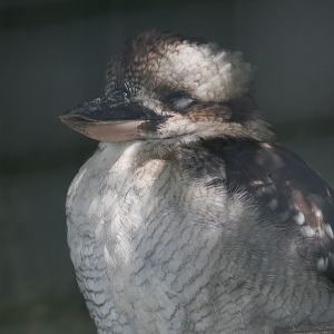 Kookaburra
