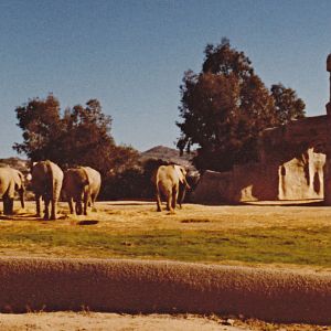 Elephant exhibit