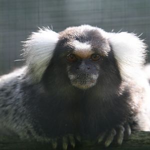 Common Marmoset