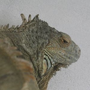 Iguana