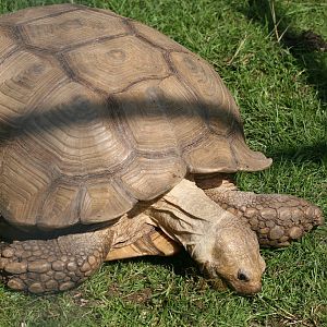 Giant tortoise