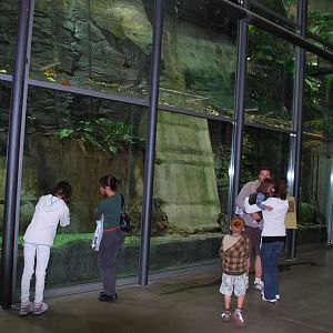 Universeum - Anacondas!