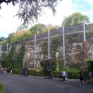 Gibbon exhibit