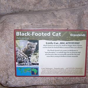 Black Footed Cat Sign