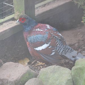 Hume's Bar Tailed Pheasent7