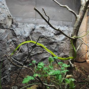 Universeum -  the Deadly But Beautiful exhibit