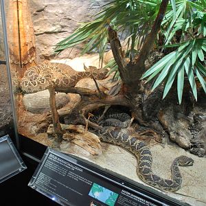 Universeum -  the Deadly But Beautiful exhibit