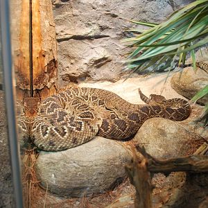 Universeum - the Deadly But Beautiful exhibition