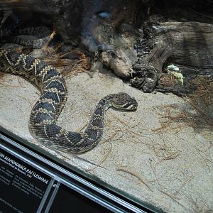 Universeum - the Deadly But Beautiful exhibition