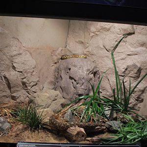 Universeum - the Deadly But Beautiful exhibition