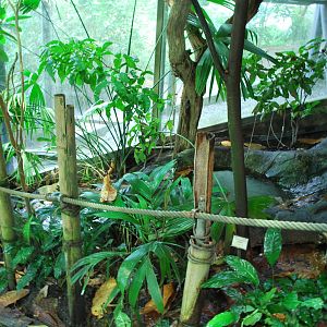 Universeum - The Rain Forest