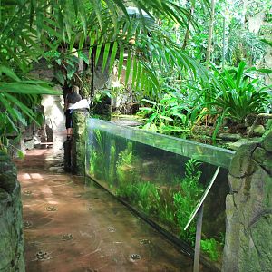 Universeum - The Rain Forest