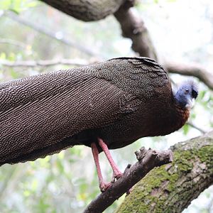 Malay Great Argus (Argusianus argus)