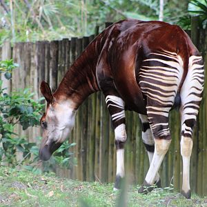 Okapi (Okapia johnstoni)