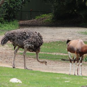 Common Ostrich (Struthio camelus) and Bontebok (Damaliscus p. pygargus)