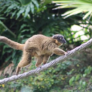 Collared Brown Lemur (Eulemur collaris)