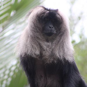 Lion-Tailed Macaque (Macaca silenus)