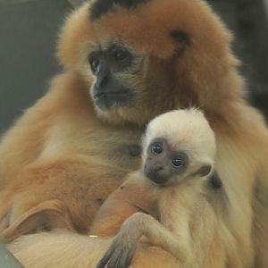 Northern white-cheeked gibbon (Nomascus leucogenys)