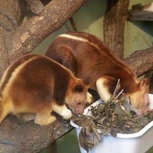Goodfellow's tree-kangaroo (Dendrolagus goodfellowi)