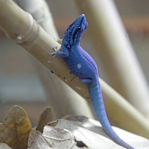 Turquoise dwarf gecko (Lygodactylus williamsi)