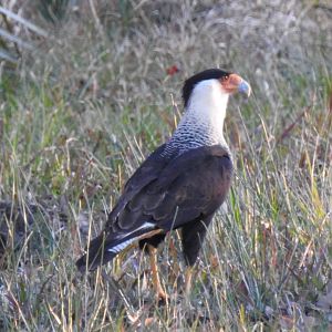 Crested Caracara, Northern