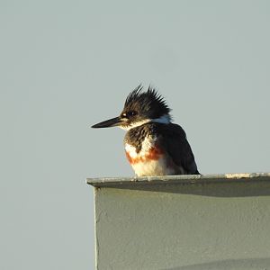 Belted Kingfisher